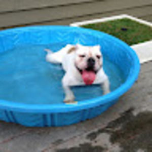 Meet your Posher, Troy